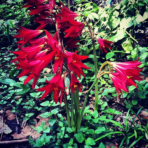 Crimson harbingers of autumn - the oxblood lilies are blooming again.
