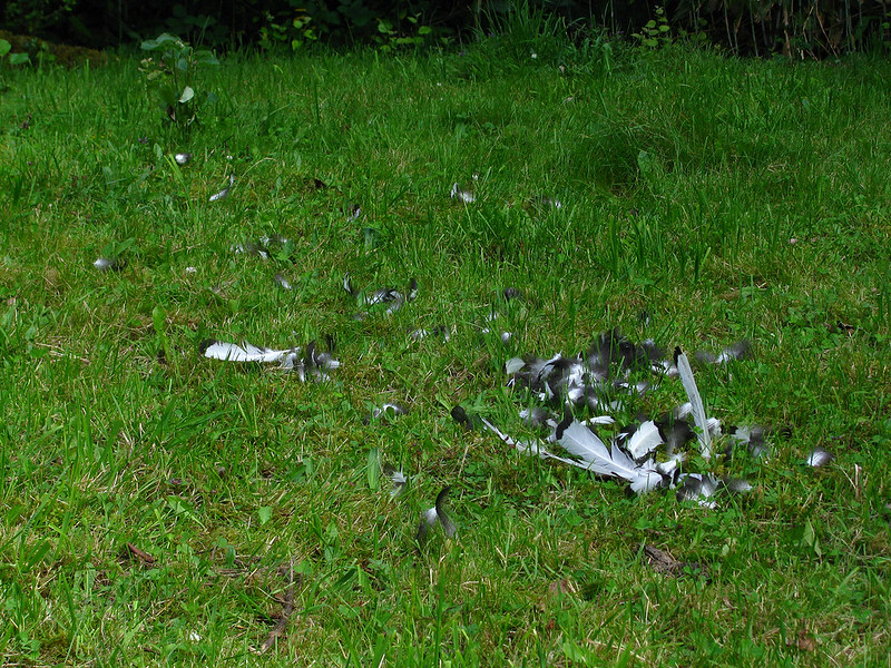 Chicken feathers strewn across the lawn