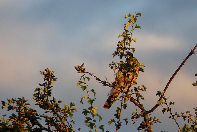 A sparrowhawk sitting in the branches at the top of a tree, washed in golden light.