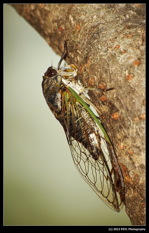 Dogday Harvestfly Cicada (Tibicen canicularis)