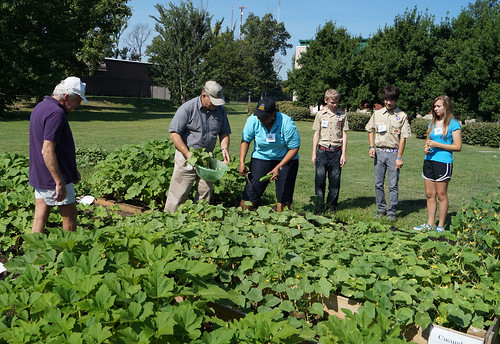 Harvest day at the Cotton Patch, a People’s Garden in Memphis, Tenn.  The cumbers, okra, radishes and squash harvested by USDA employees and community members are all donated to the Mid-South Food Bank.  Photo courtesy Jeff Carnahan, Agricultural Marketing Service