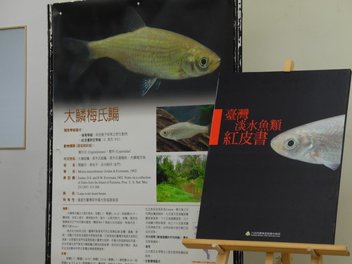 最近發表的台灣淡水魚紅皮書，揭露台灣原生淡水魚不為人知的處境。