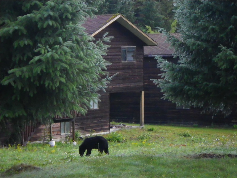 Медведи у заброшенного дома