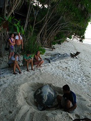 島上有海龜上岸產卵，Reef Guardian 提供