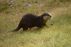 Oriental Small-clawed otter