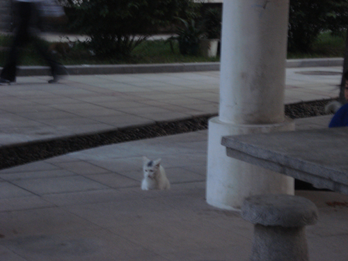 Cats in Shenyang, China _ 0135