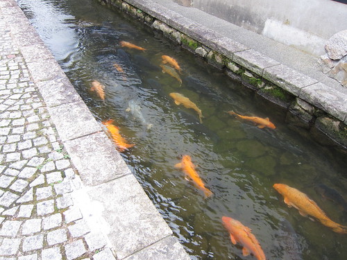 Koi fish in Hida Furukawa
