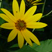 20120922 Heliopsis and green bottle fly posted by chipmunk_1 to Flickr