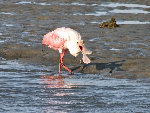 Roseate Spoonbill at Anastasia State Park in St. John's County, FL 04