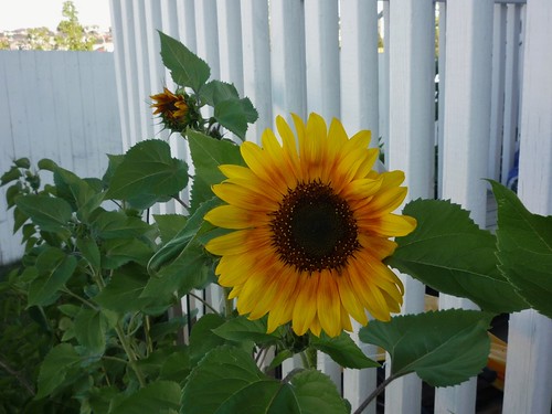 Sunflower!