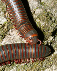 Millipedes and Centipedes
