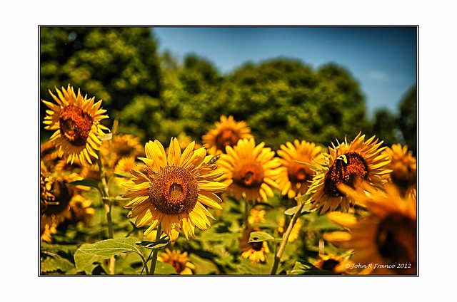 Sunflower 2012 4