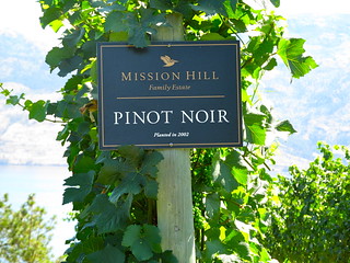 Misson Hill Pinot Noir grapes