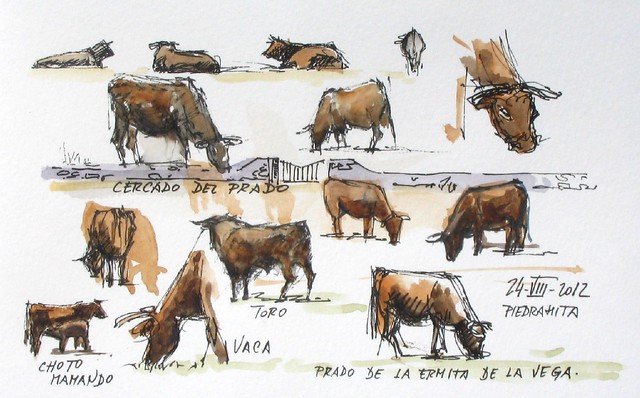 Vacas y toros