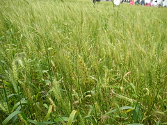 農委會雖推活化休耕政策鼓勵耕種雜糧，小麥自給率仍掛零。圖為台灣生產的小麥田。