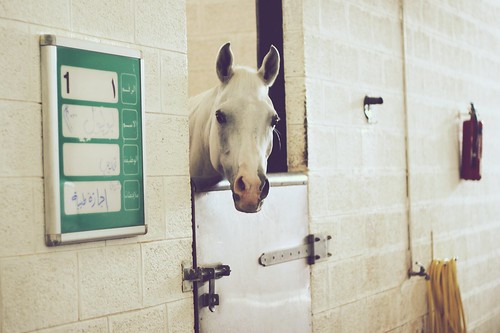 A horse at the Dubai’s Police Horse Stables