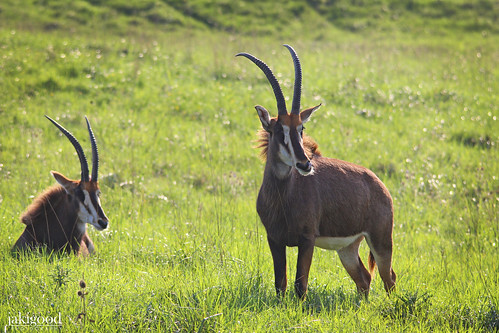 antelope pair