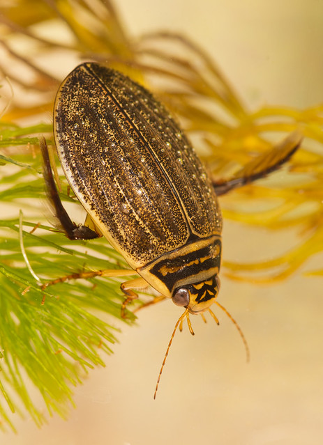 Lesser diving beetle Acilius sulcatus female