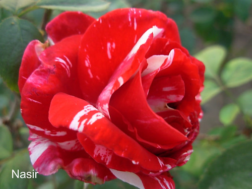 Proud Rose by Nasir Iftikhar