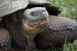 Giant Tortoise 2