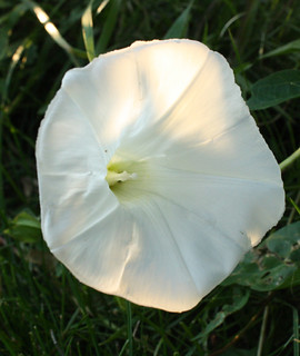 Hedge Bindweed blossom, front