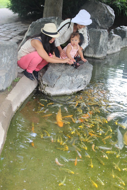 Mio loved feeding the fish!
