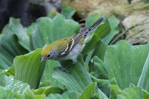 Immature chestnut sided warbler by ricmcarthur