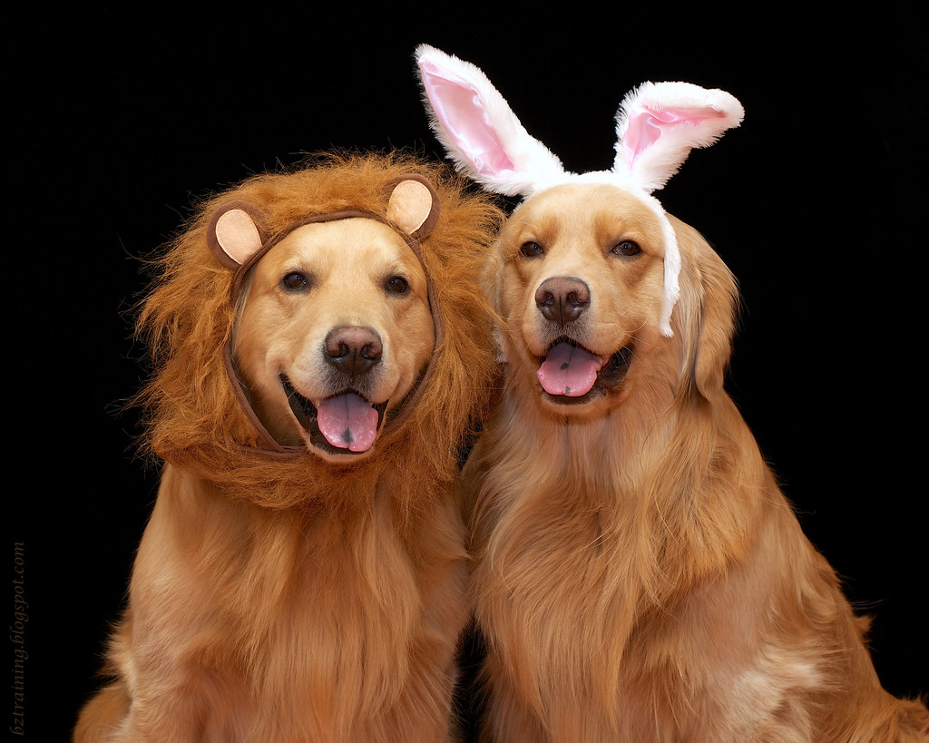 Lion and Bunny