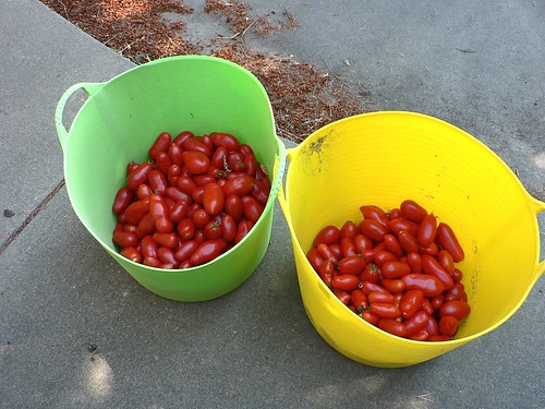 canning tomatoes by lauralemay