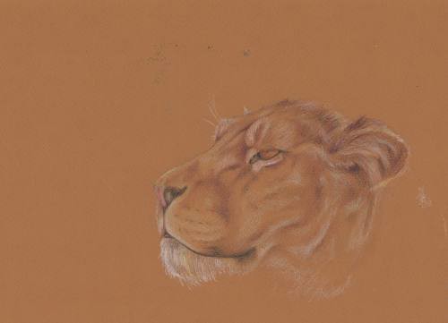 lioness11 by fuzzydragons