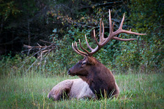 Elk Viewing at Cataloochee Valley GSMNP
