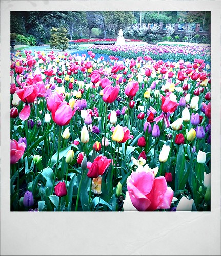 tulips by vogon M