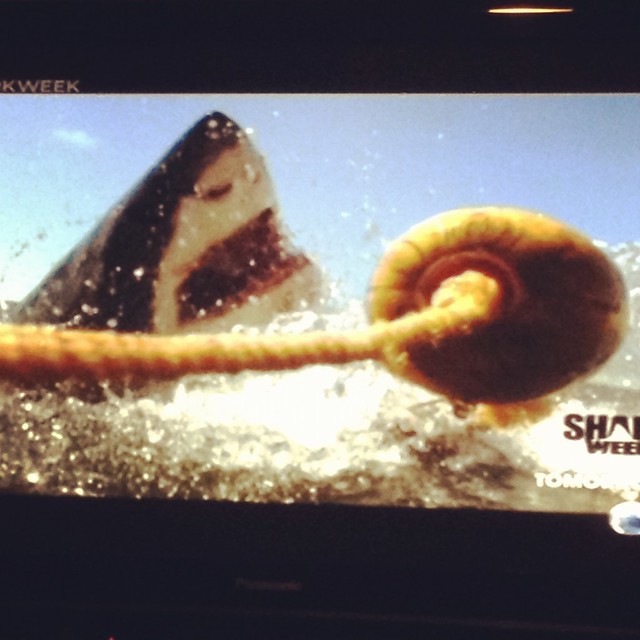 shark week 2012 (2)
