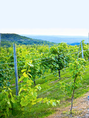 New Hampshire's Vineyards & Wineries