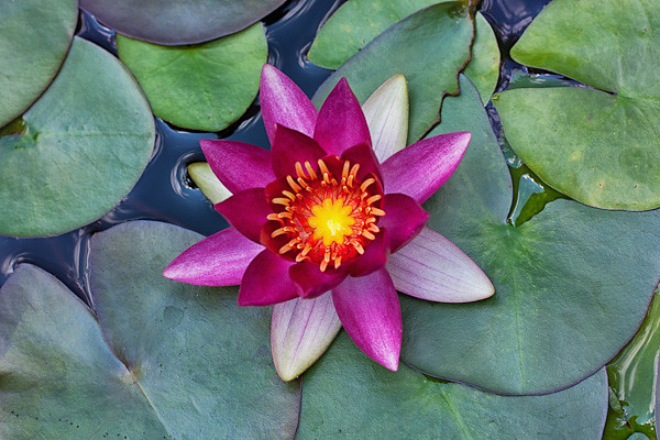 Water Lily at Olbrich Botanical Garden