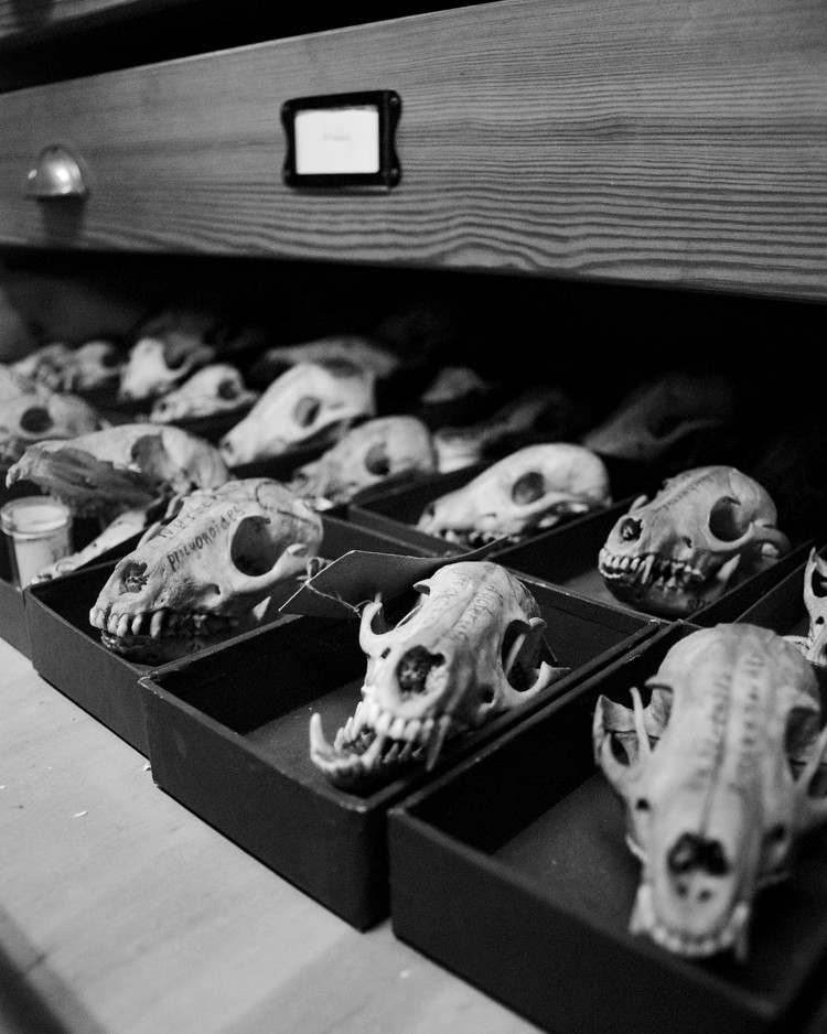 A drawer of fox skulls. They are kept in the little boxes so they don't rattle around and get damaged, and so that if anything breaks off, theoretically the pieces fall into the box and stay with the main body of the object.