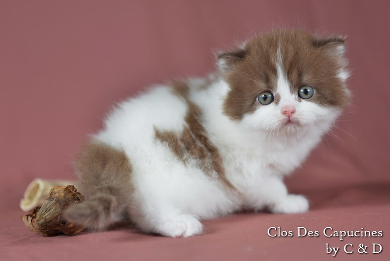 Hanna du Clos des Capucines, chaton 1 mois British Longhair chocolat et blanche arlequin