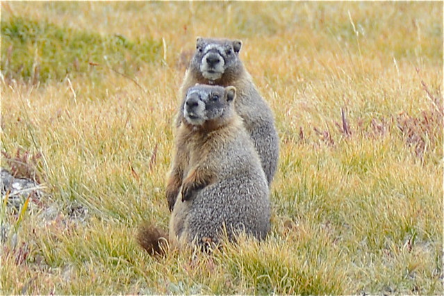 Large Ground Squirrels, aka Marmots