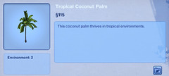Tropical Coconut Palm