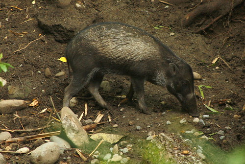 Warty Pig - Woodland Park Zoo by kiki5253