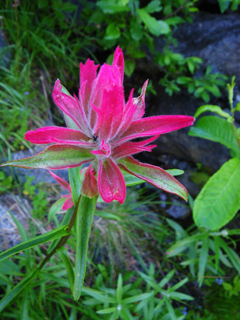 paintbrush flower of some kind
