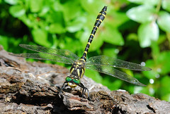 Golden Ringed Dragonfly