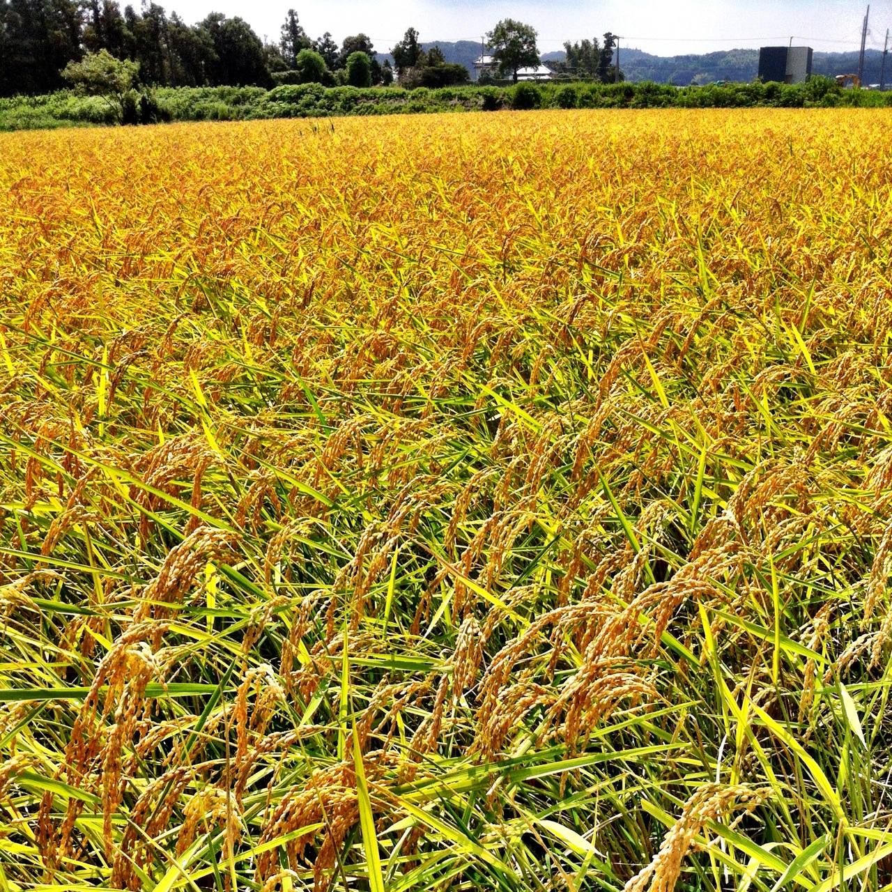 Organic Rice Fields