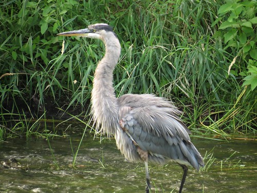 Grand Héron - Great blue Heron....  Sept 2012.....   014 by Diane G....Thanks for over 50,000 Views....