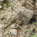 L'Ocellé rubané ou Tityre (Pyronia bathseba) 