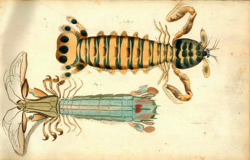 015-Â Versuch einer Naturgeschichte der Krabben und Krebse- 1790- Johann Friedrich Wilhelm Herbst- Humboldt University