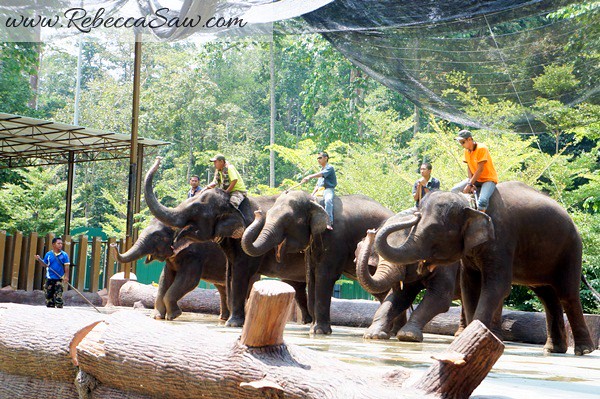 Malaysia Tourism Hunt 2012 - National Elephant Conservation Centre-001