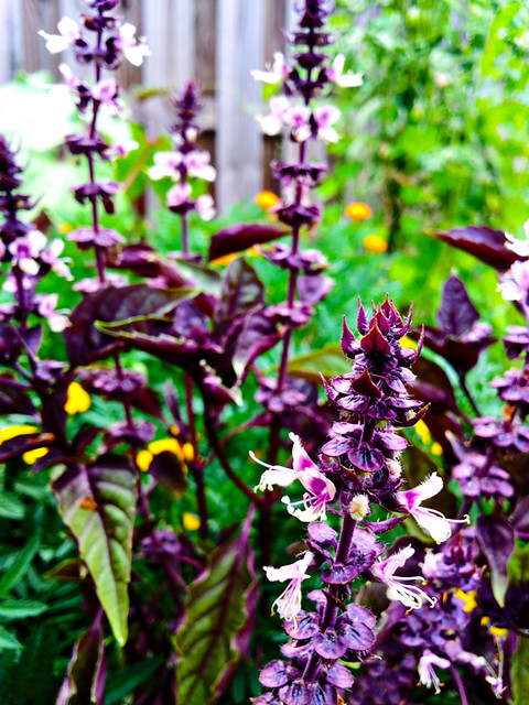Flowering Purple Basil