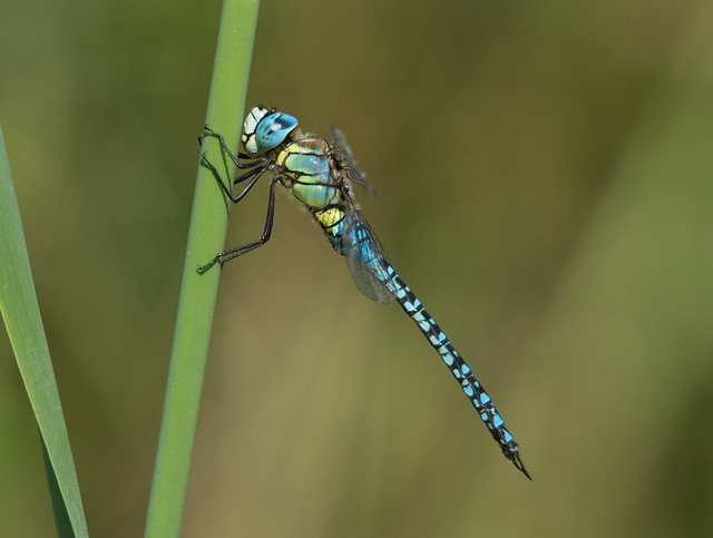 southern migrant hawker 2
