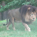 Lions_033 posted by *Ice Princess* to Flickr